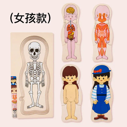 Rompecabezas cuerpo humano