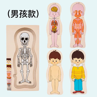 Rompecabezas cuerpo humano